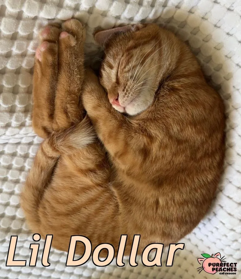 Lil Dollar thumbnail 6