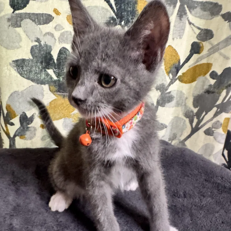 A young small-sized male Gray & White Domestic Short Hair cat named Reid for adoption in Bentonville, AR