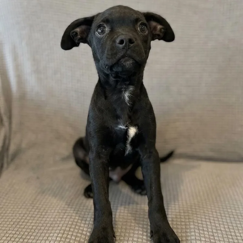A baby small-sized male Pug dog named Phenom for adoption in San Diego, CA