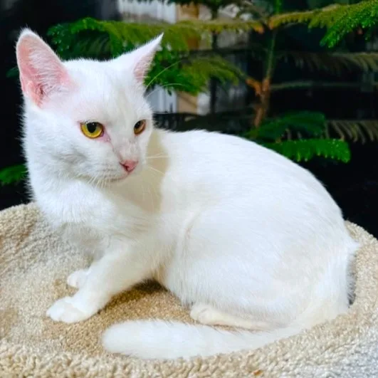 Chardonnay  Sweet  thumbnail 2