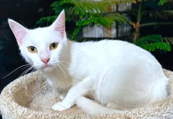 Chardonnay  Sweet  thumbnail 3