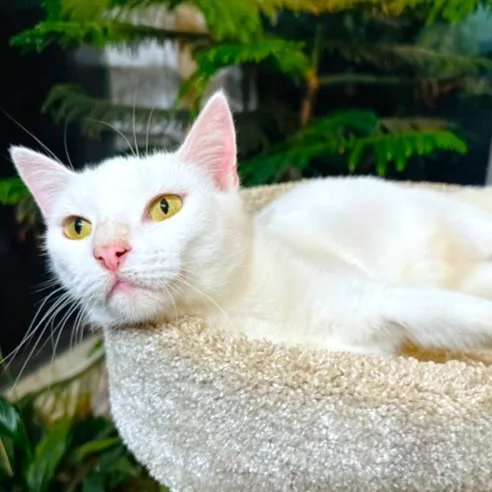 Chardonnay  Sweet  thumbnail 4