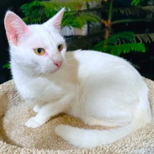An adult medium-sized female White Turkish Van cat named Chardonnay  Sweet  for adoption in Danbury, CT
