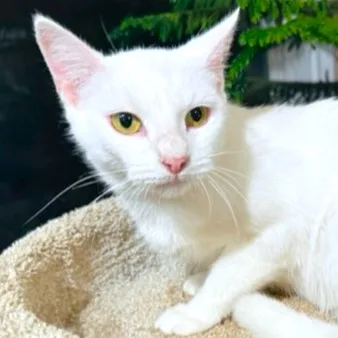 Chardonnay  Sweet  thumbnail 5