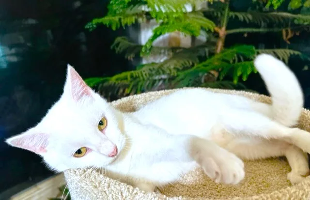 Chardonnay  Sweet  thumbnail 6