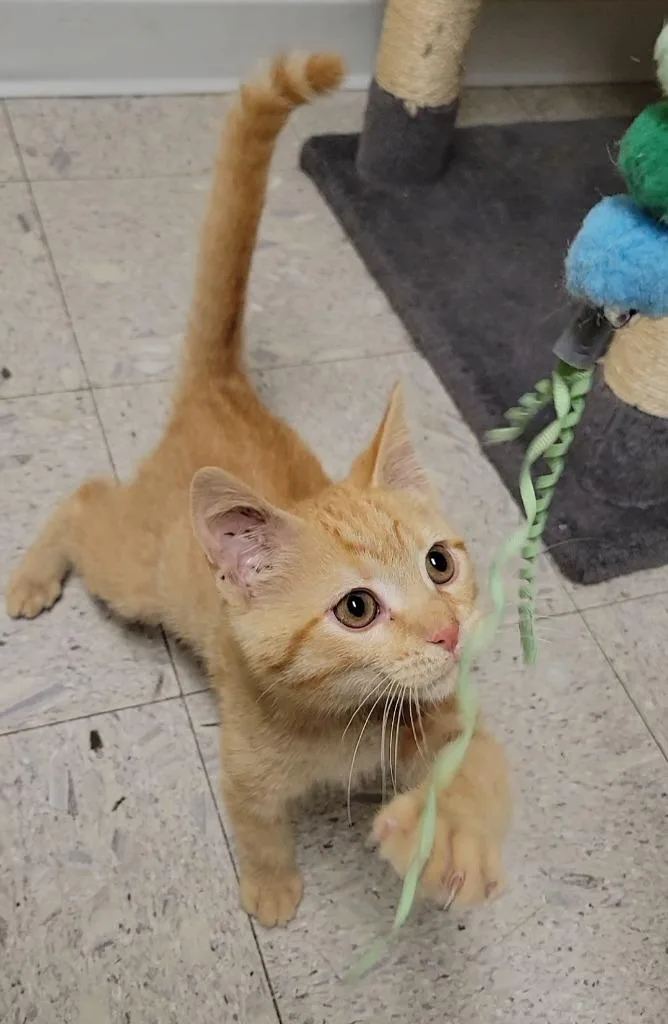 A baby medium-sized male Domestic Short Hair cat named Catapult for adoption in Sandusky, OH
