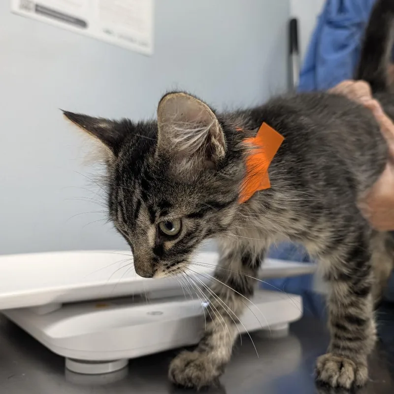A baby small-sized male Domestic Long Hair cat named Alvin for adoption in Indianapolis, IN