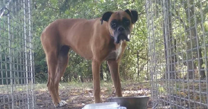 Carli  Silver Heart thumbnail 2