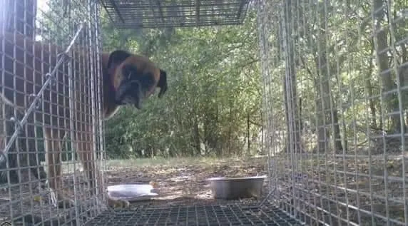 Carli  Silver Heart thumbnail 3