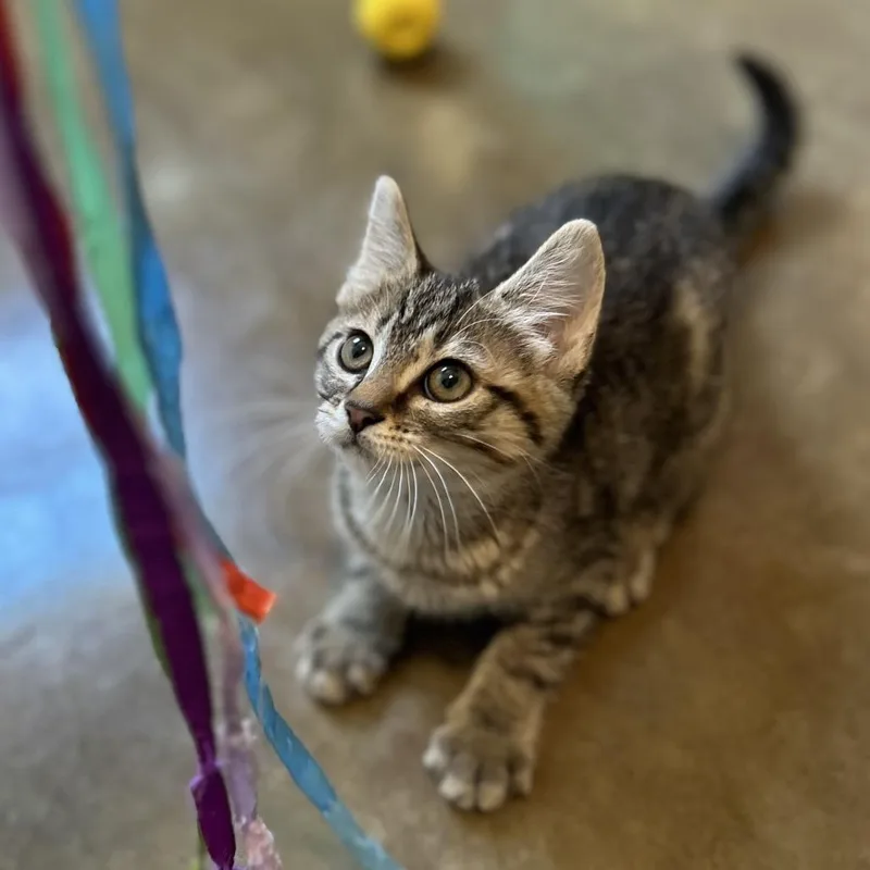 A baby small-sized female Brown / Chocolate Domestic Short Hair cat named Raya for adoption in Green Bay, WI