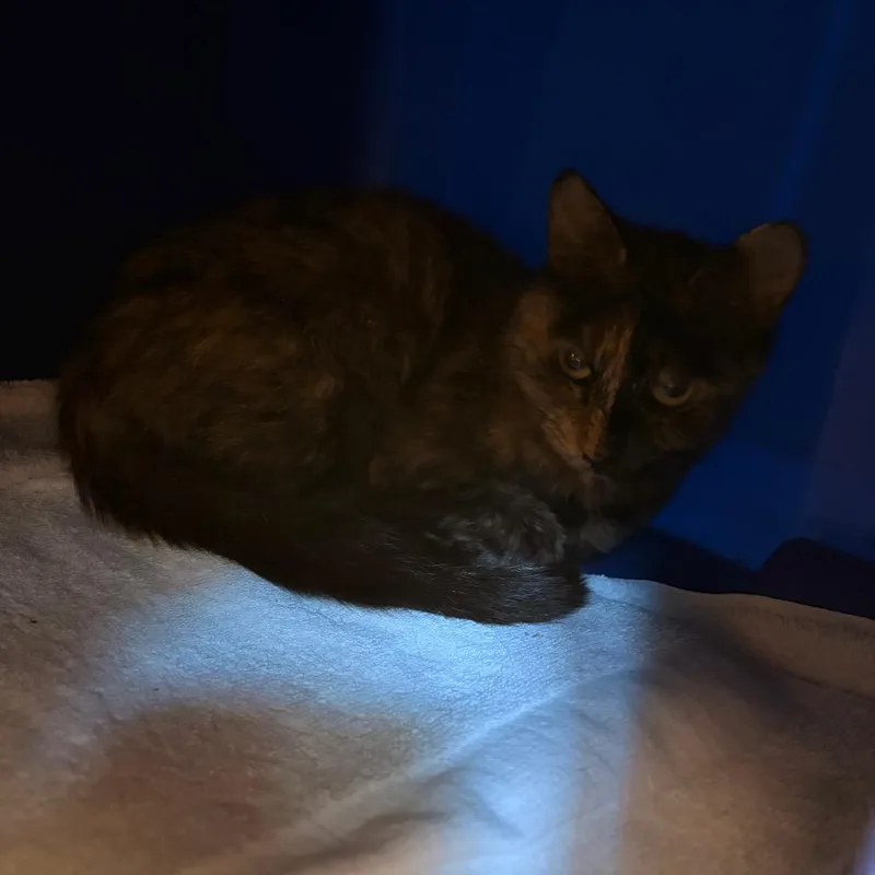 An adult medium-sized female Orange / Red Domestic Short Hair cat named Nola for adoption in Bristol, IN