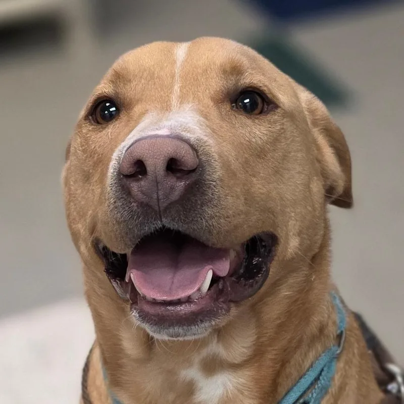 Sweet Tater thumbnail 2