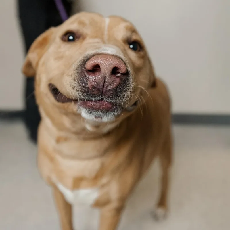 Sweet Tater thumbnail 4