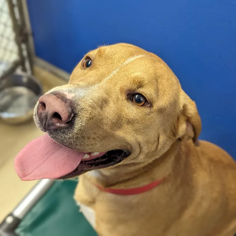 Sweet Tater thumbnail 5