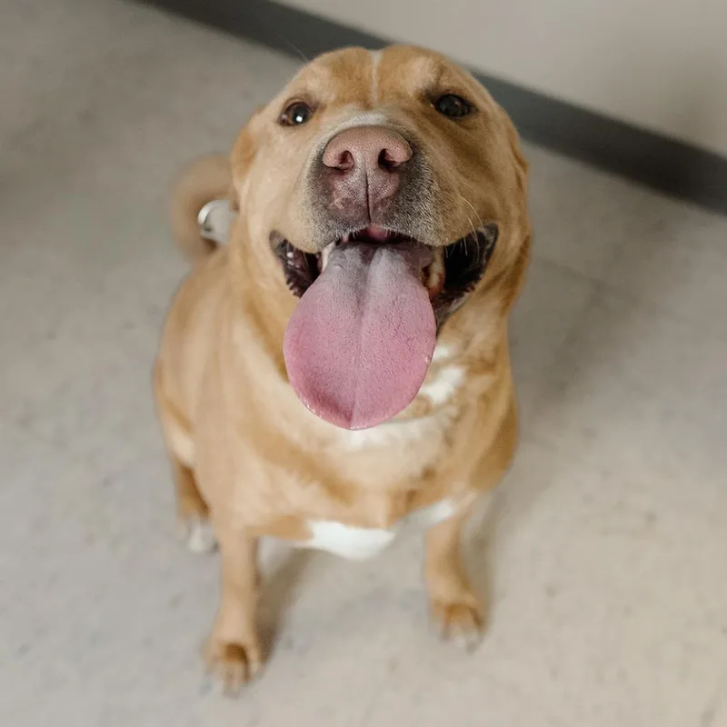 Sweet Tater thumbnail 6