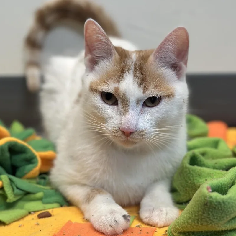 An adult medium-sized female White Domestic Short Hair cat named Falabella for adoption in Matteson, IL