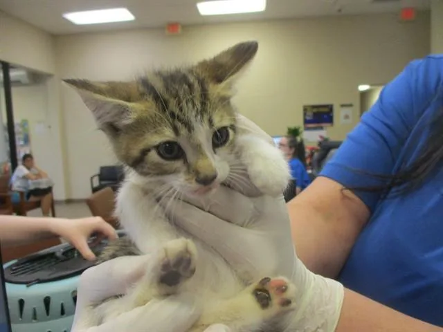 A baby small-sized male Domestic Short Hair cat named Pop for adoption in Ocala, FL