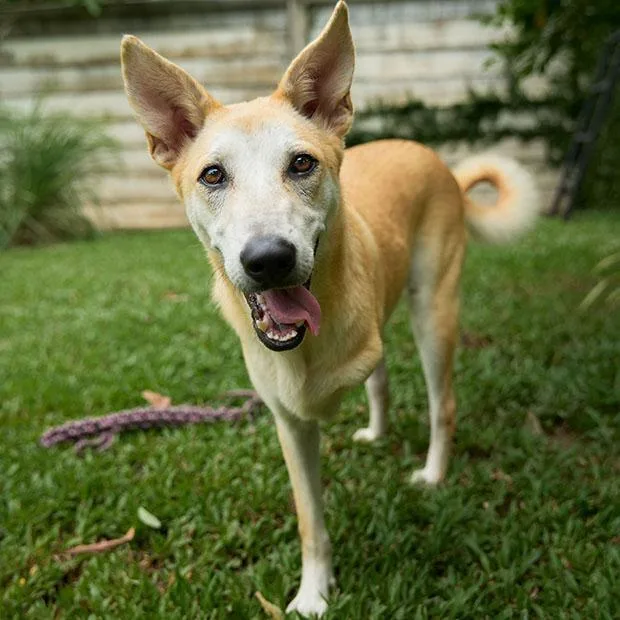 An adult medium-sized male White / Cream Retriever dog named Nuanphong for adoption in North Reading, MA