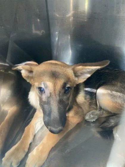 A baby large-sized female German Shepherd Dog dog named Tiana for adoption in Morton Grove, IL