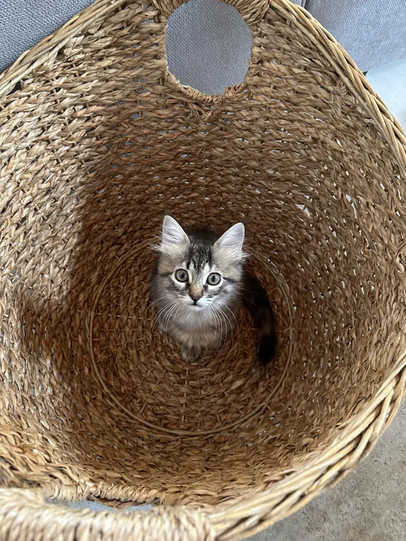 A baby large-sized female Domestic Medium Hair cat named Tulip for adoption in Vallejo , CA