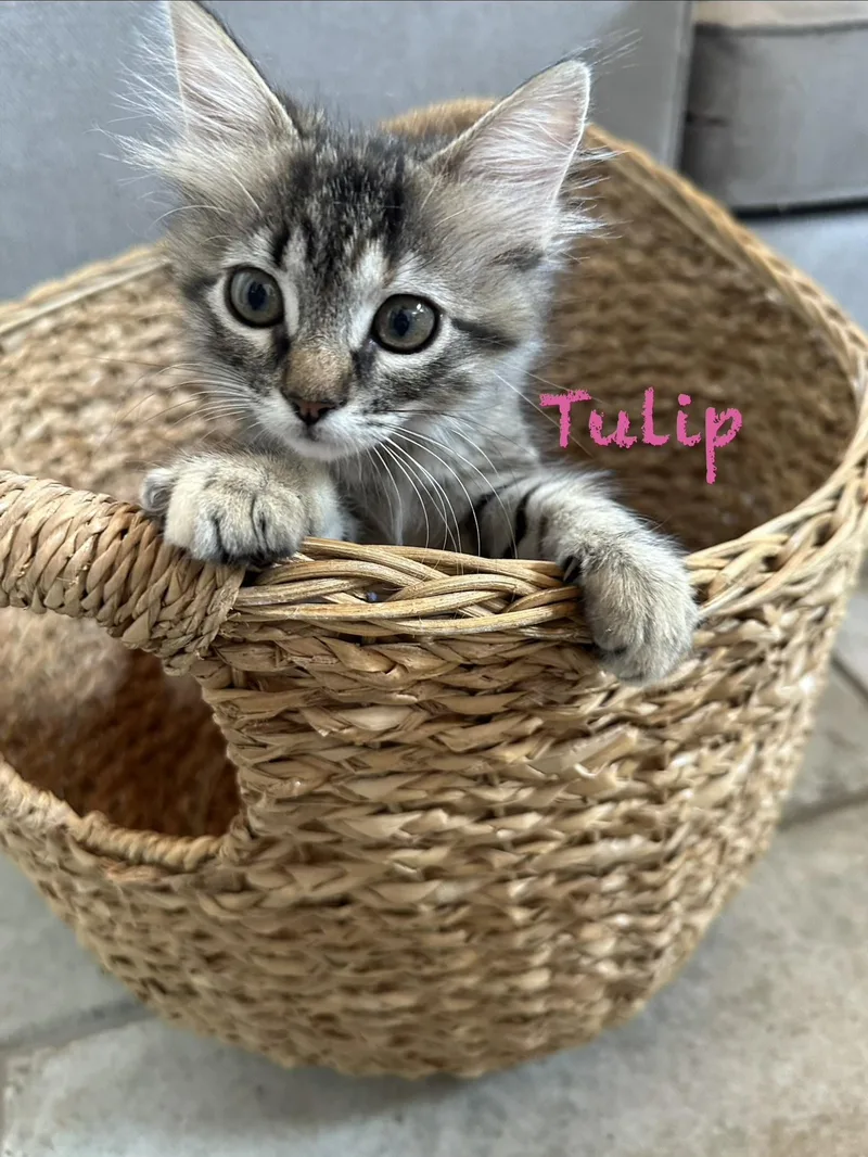 Tulip thumbnail 2