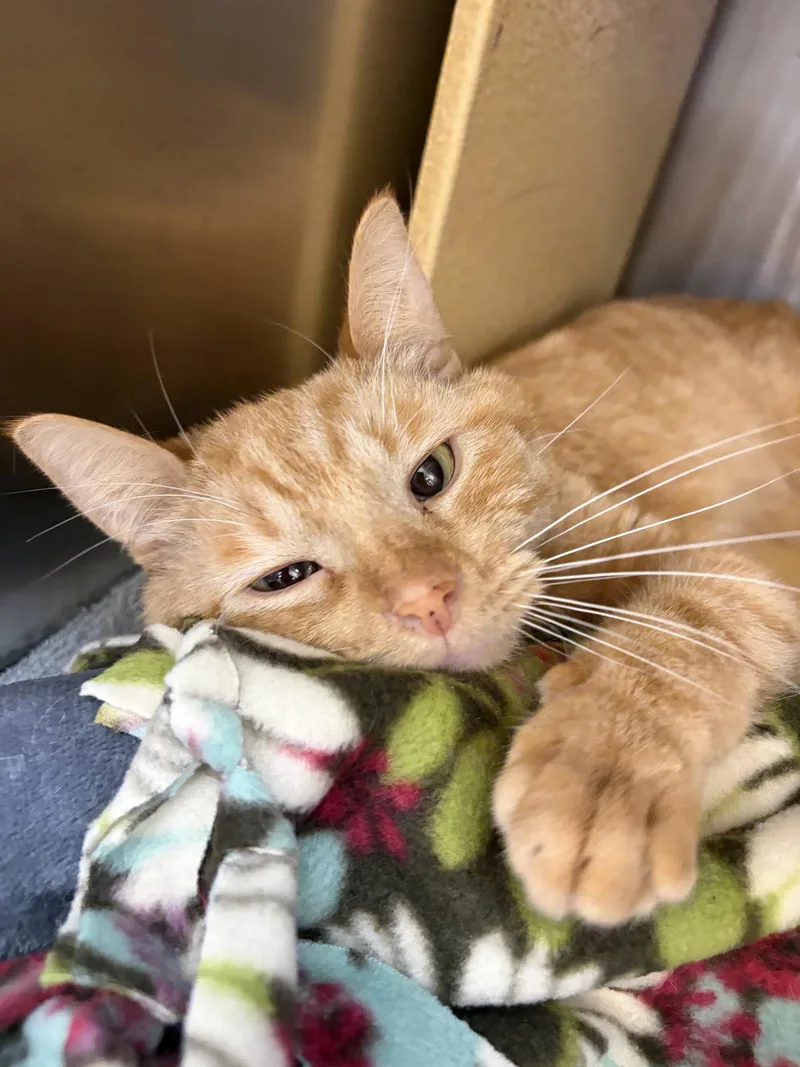 An adult medium-sized male Orange / Red Domestic Short Hair cat named Svengoolie for adoption in Wheaton, IL