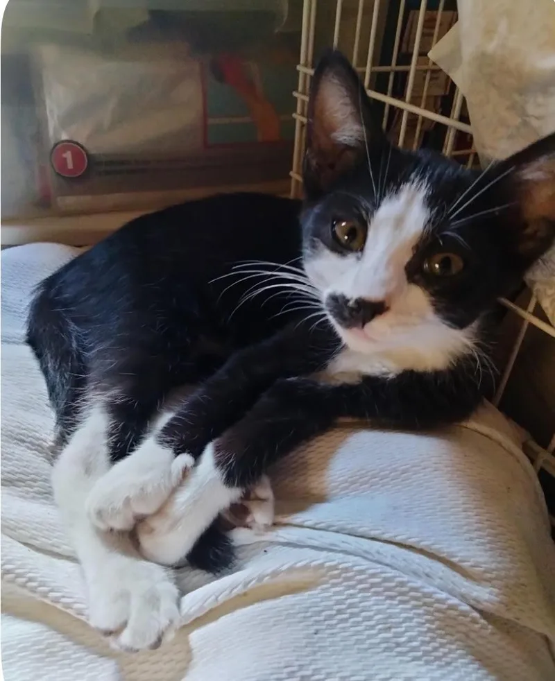 A baby medium-sized female Black & White / Tuxedo Domestic Short Hair cat named Milo for adoption in Herculaneum, MO