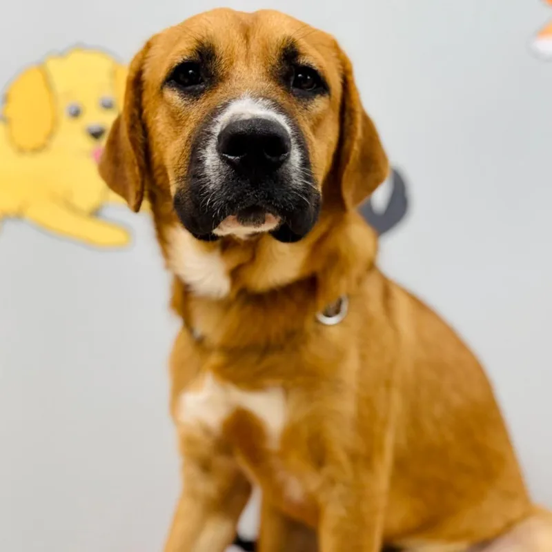A baby medium-sized male Mountain Cur dog named Max for adoption in Lebanon, MO