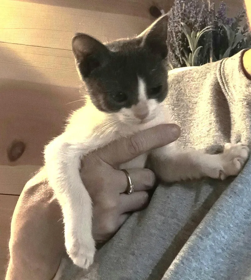 A baby small-sized female Black & White / Tuxedo Tuxedo cat named Carla C DiRusso for adoption in Saunderstown, RI
