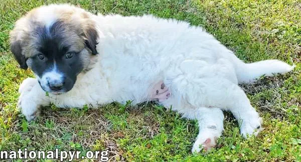 Potato In Ky  thumbnail 2