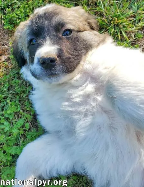 Potato In Ky  thumbnail 3