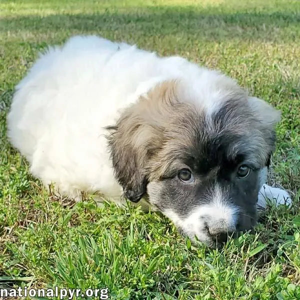 A baby large-sized male White / Cream Great Pyrenees dog named Potato In Ky  for adoption in Beacon, NY