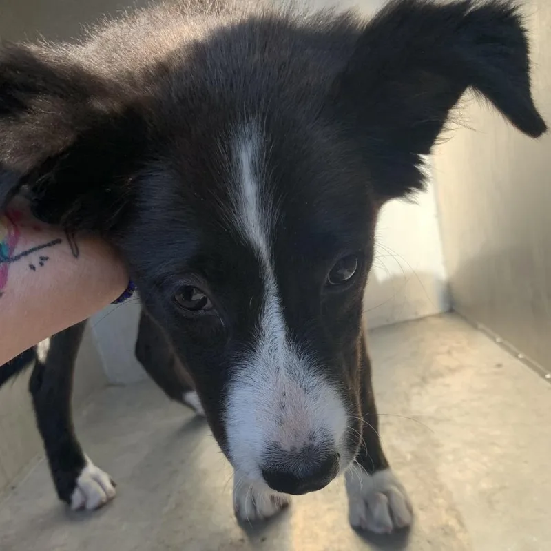 A young medium-sized female Collie dog named Vandy for adoption in Buchanan Dam, TX