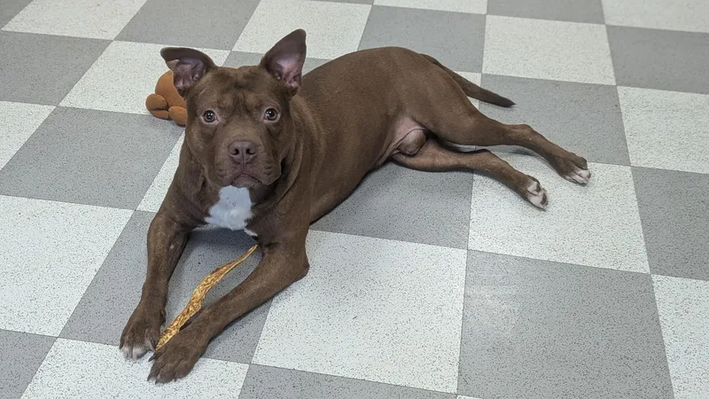 Smokehouse thumbnail 4