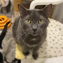 A senior medium-sized male Domestic Short Hair cat named Grayson for adoption in Kankakee, IL