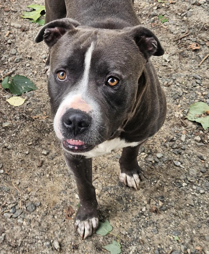 An adult large-sized male Gray / Blue / Silver Pit Bull Terrier dog named Shiloh for adoption in Heathsville, VA