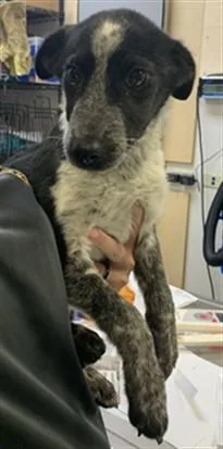 A baby small-sized male Border Collie dog named Matisse for adoption in Corpus Christi, TX