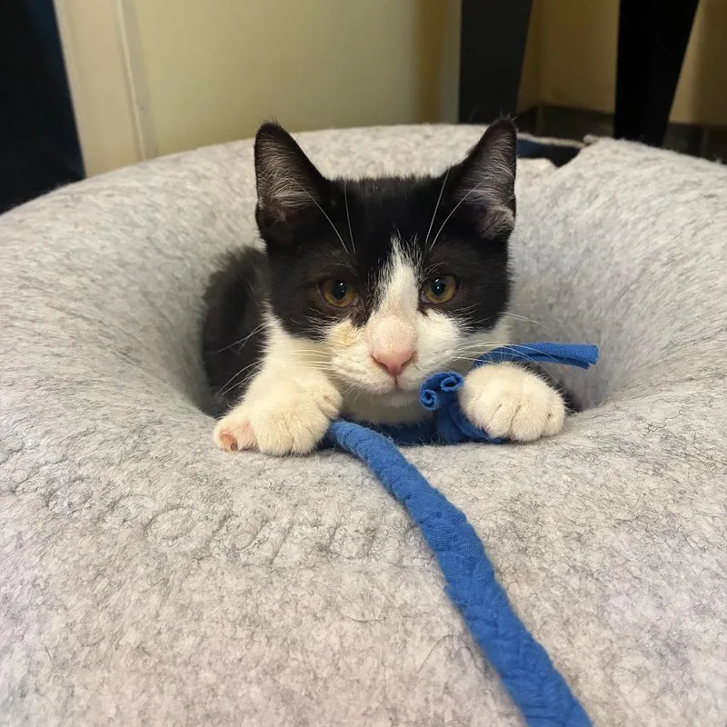 A baby small-sized male White Domestic Short Hair cat named Leo for adoption in Danville, KY