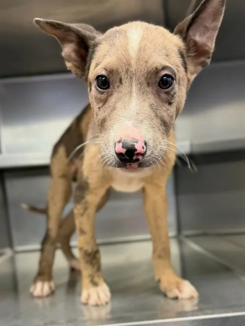 A baby medium-sized male Parson Russell Terrier dog named Scout for adoption in Agoura, CA