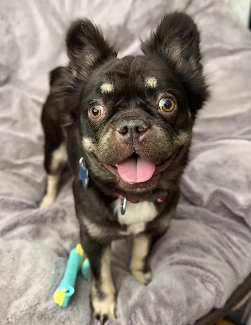 An adult small-sized female Brown / Chocolate French Bulldog dog named Doris Day for adoption in Las Vegas, NV