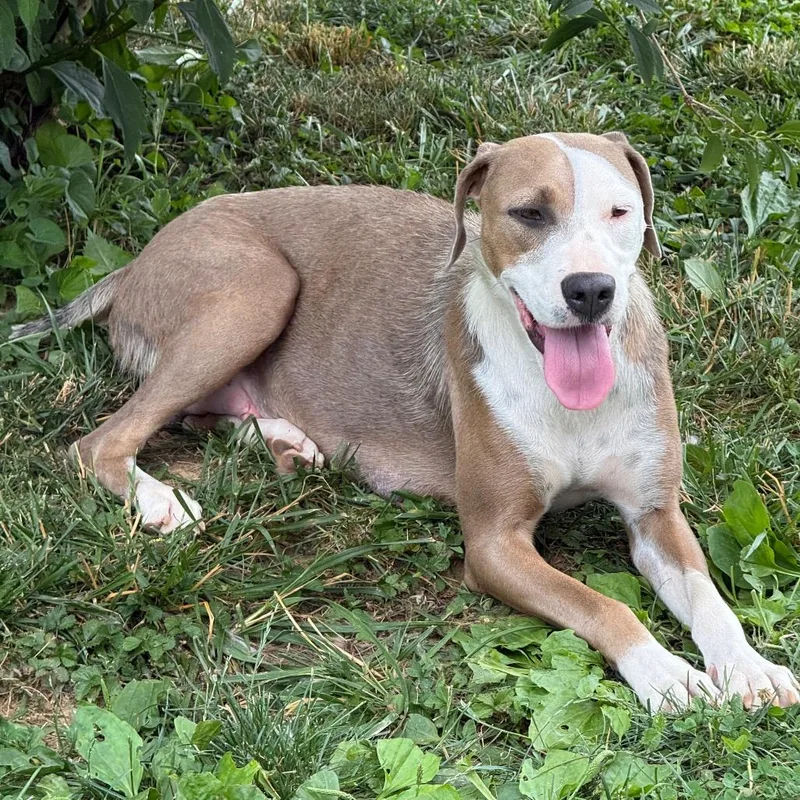A young medium-sized female Labrador Retriever dog named Millie for adoption in Fairfax, VA