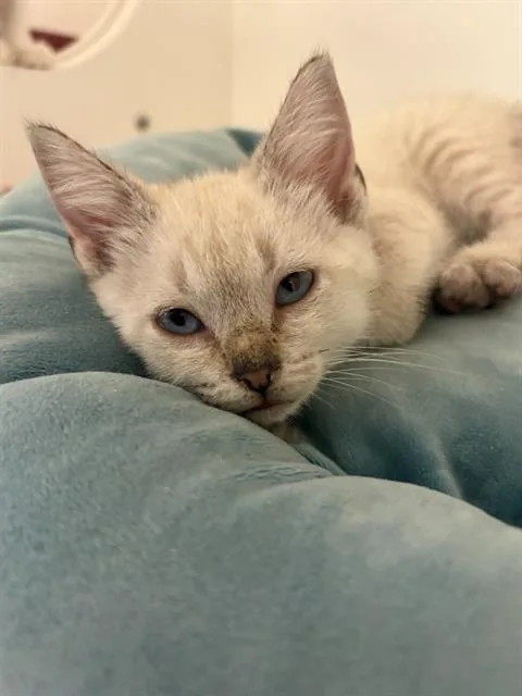 A baby small-sized male Domestic Medium Hair cat named Caps for adoption in Sugar Land, TX
