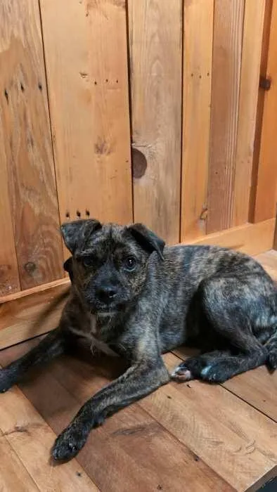 A young medium-sized male Brindle Terrier dog named Alvin for adoption in Palos Heights, IL