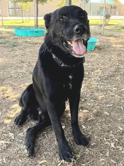 An adult large-sized male Labrador Retriever dog named Gerry for adoption in Sacramento, CA