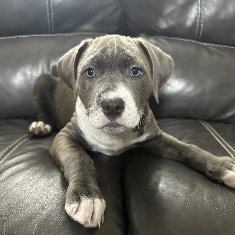 A baby medium-sized male Gray / Blue / Silver Mixed Breed dog named Pastitsio for adoption in DeKalb, IL