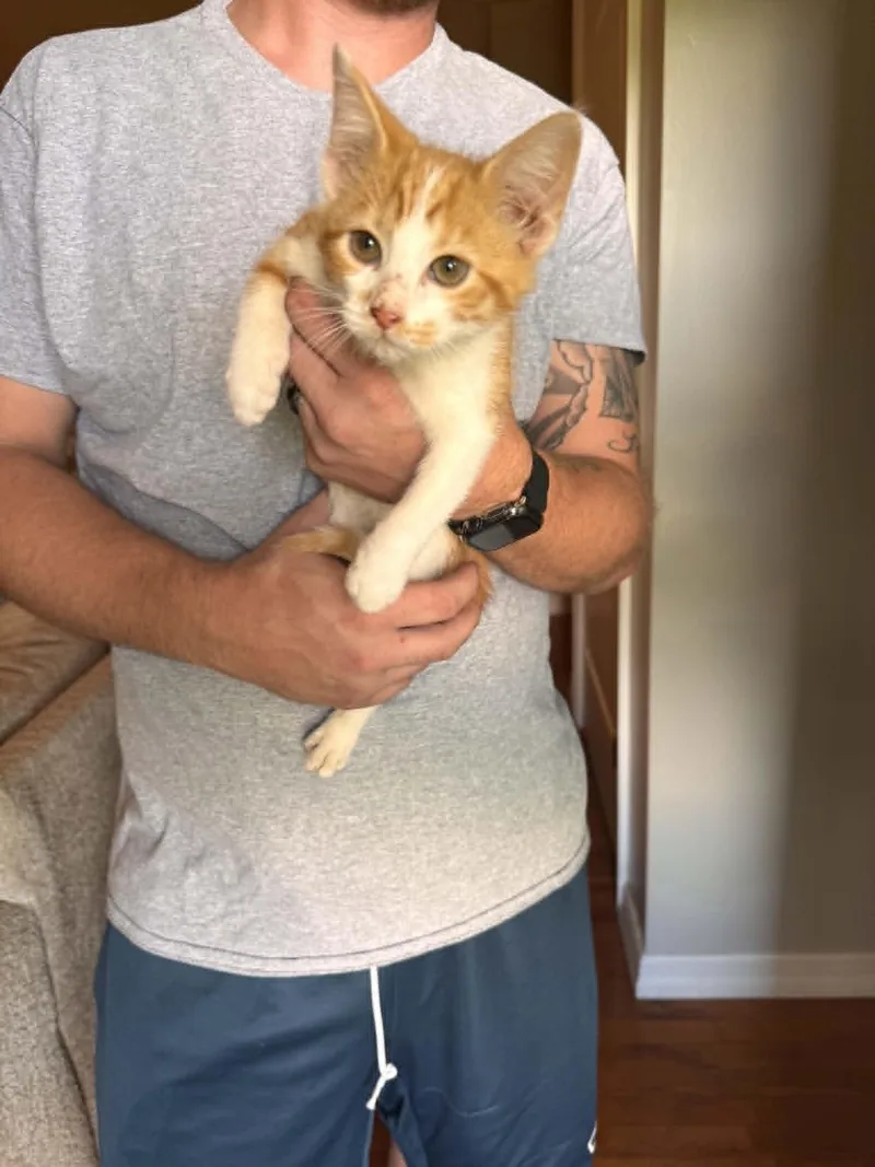 A baby small-sized male Orange & White Domestic Short Hair cat named Emerald jade green ball for adoption in Barbourville, KY