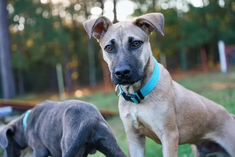 A baby medium-sized male Shepherd dog named Tike for adoption in Statesboro, GA