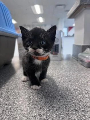 A baby small-sized male Domestic Short Hair cat named Samwell for adoption in West Chester, PA