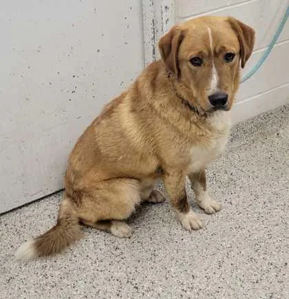 An adult large-sized male Brown / Chocolate Mixed Breed dog named Kadabra for adoption in Kansas City, MO