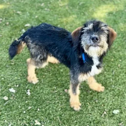 A young medium-sized male Standard Poodle dog named Bernie for adoption in Red Bluff, CA